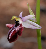 Ophrys amanensis subsp. antalyensis. Close-up.