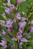 Cephalanthera kurdica. Closer.