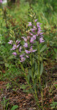 Cephalanthera kurdica