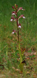 Himantoglossum comperianum