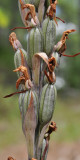 Limodorum abortivum. Fruits. Close-up.