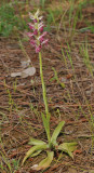 Anacamptis fragrans