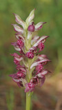 Anacamptis fragrans. Closer.