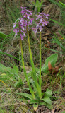 Anacamptis morio subsp. syriaca.