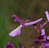 Anacamptis morio subsp. syriaca. Close-up side.