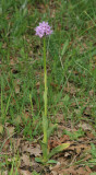 Neotinea tridentata
