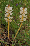 Orobanche sp.