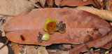 Diospyros. Close-up fallen flowers and leave.
