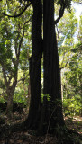 Diospyros