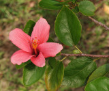 Hibiscus boryanus