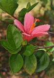 Hibiscus boryanus