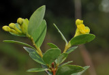 Wikstroemia indica. Closer.
