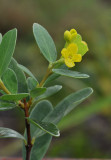 Wikstroemia indica. Closer.