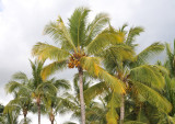 Cocos nucifera