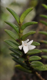 Angraecum pectinatum. Coser.