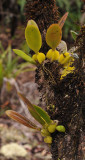 Bulbophyllum occultum