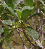 Antirhea borbonica