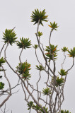 Dracaena reflexa