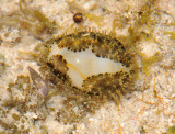 Cowry