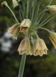 Allium siculum. Closer.