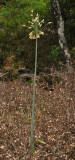 Allium siculum.
