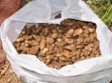 Collected tubers in bag.