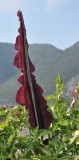 Dracunculus vulgaris. Close-up.