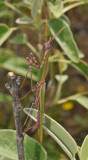 Empusa fasciata. Male.