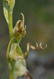 Himantoglossum montis-tauri. Opening buds.