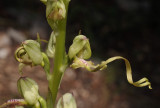 Himantoglossum montis-tauri. Opening buds.