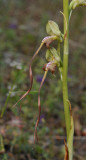 Himantoglossum montis-tauri. Closer.