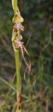 Himantoglossum montis-tauri. Close-up.