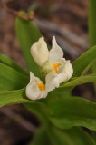 Cephalanthera longifolia. Close-up.