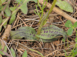 Neotinea maculata. Foliage.