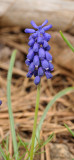 Muscari sp. Closer.