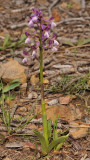Anacamptis morio subsp. syriaca.