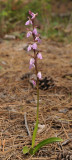 Orchis spitzelii