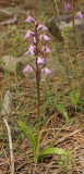 Orchis spitzelii