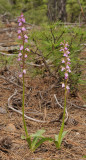 Orchis spitzelii. Two plants.
