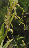 Himantoglossum montis-tauri. Close-up. Green form.