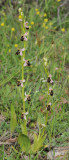 Ophrys hygrophila