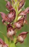 Anacamptis coriophora. Close-up.