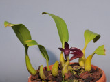 Bulbophyllum elevatopunctatum 