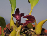 Bulbophyllum elevatopunctatum. Closer. 