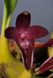 Bulbophyllum elevatopunctatum. Close-up. 
