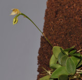 Bulbophyllum korthalsii 