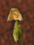 Bulbophyllum korthalsii. Close-up.