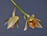 Dendrobium armeniacum 