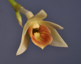 Dendrobium armeniacum. Close-up. 