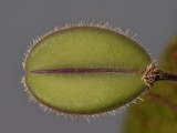 Dresslerella sijmiana. Leaf.